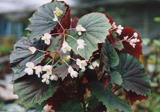 B. ‘Fern Richardson’